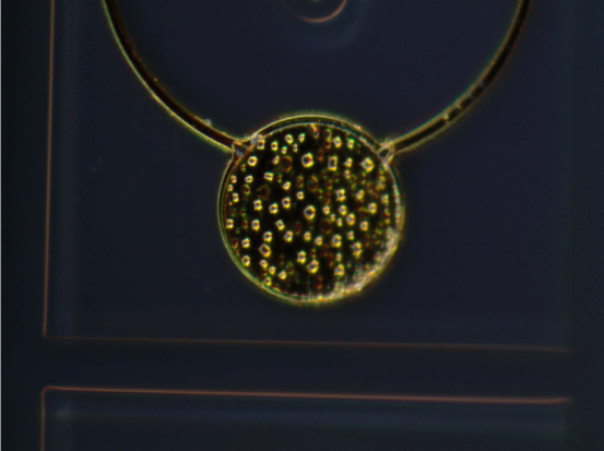 LED的金相顯微觀察