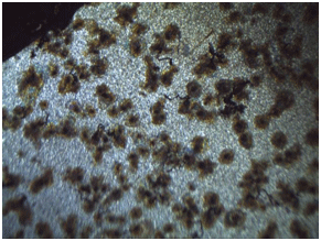 Coating sample interface point corrosion failure